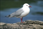 Red Billed Gull, on South Island,  New Zealand.